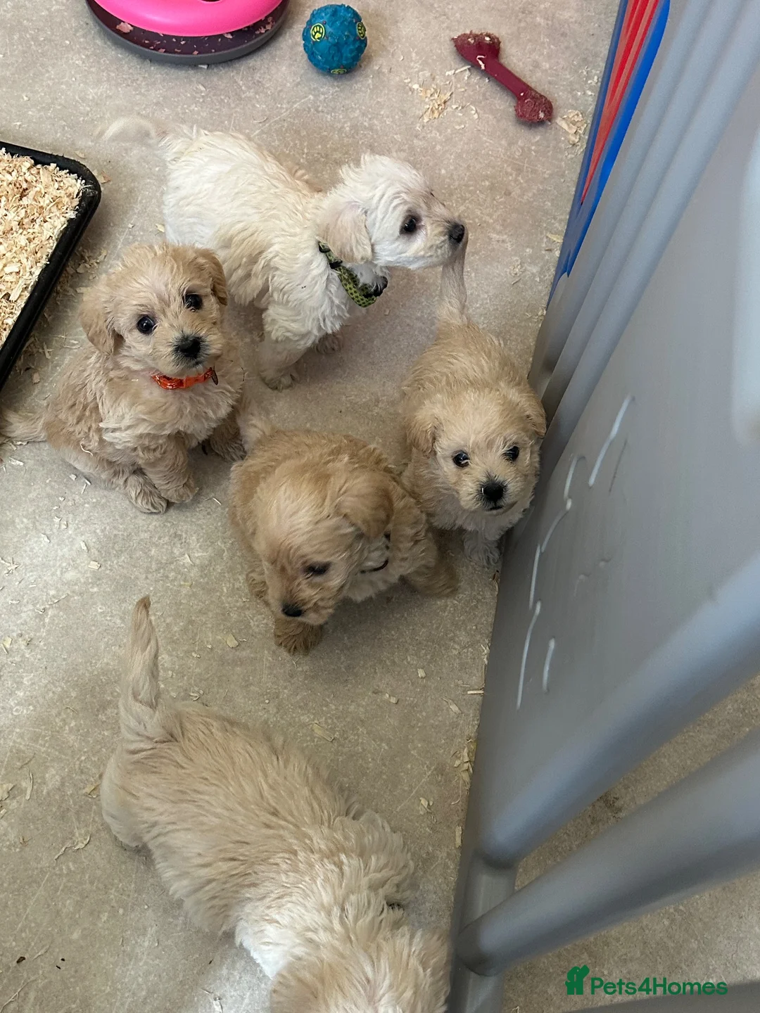 Westiepoo dogs for sale: Beautiful westiepoo puppies  - Advert 33