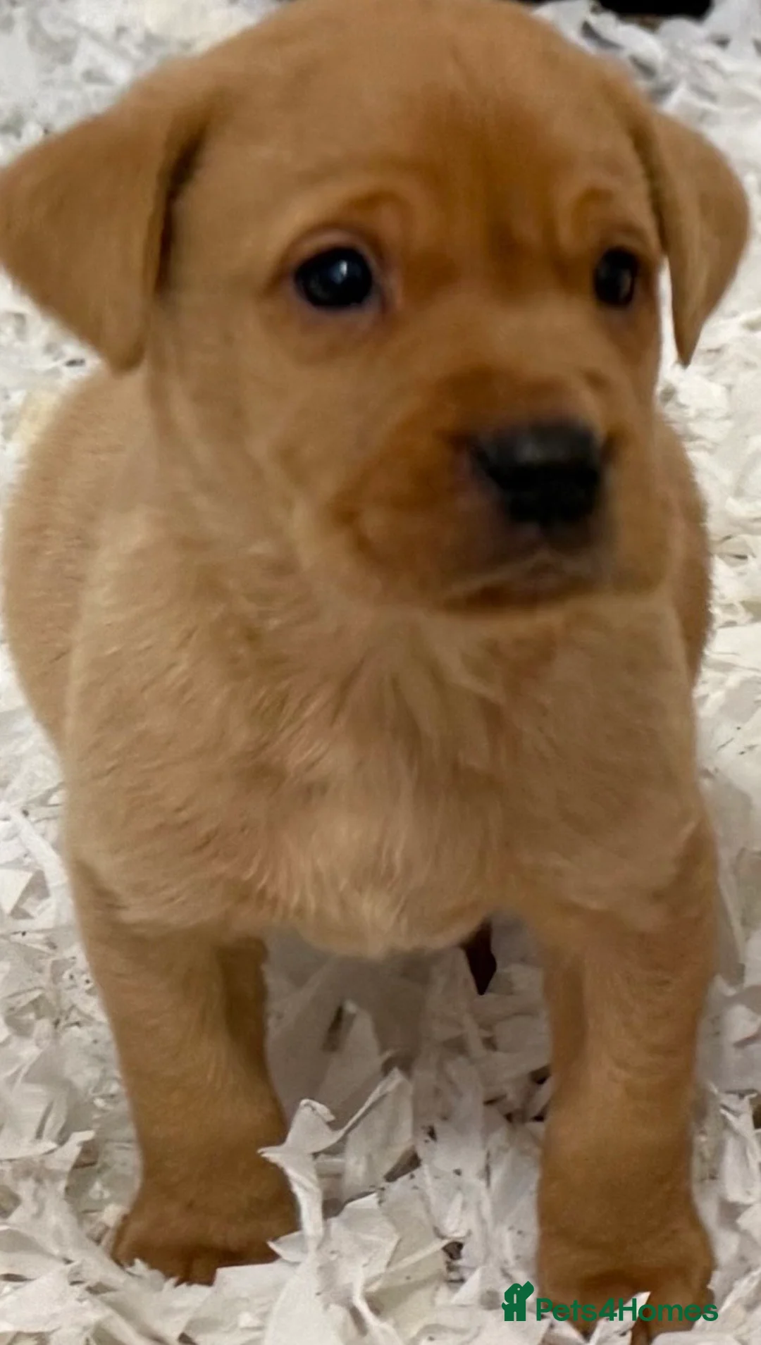 Labrador Retriever dogs for sale: Beautiful Labrador Puppies  Deep Red to Golden - Advert 3