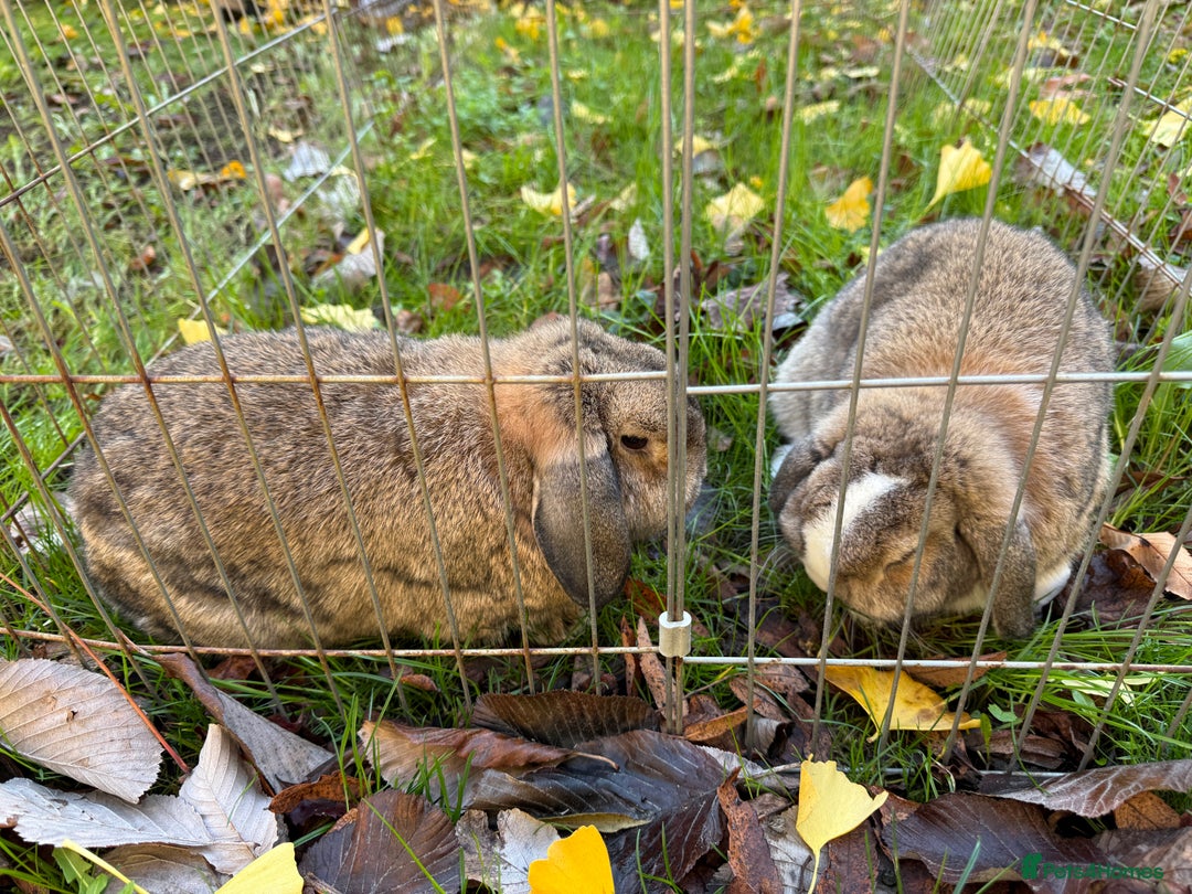 Mini Lop rabbits for sale: two very adorable mini lop ear rabbites  - Advert 1