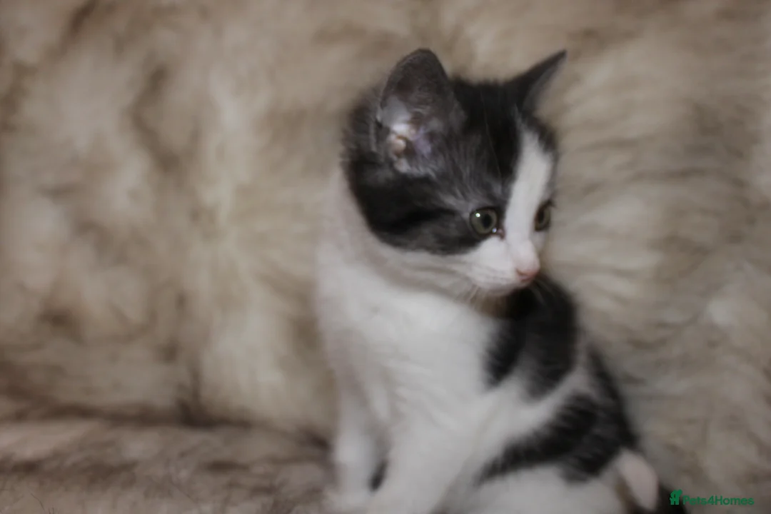 Mixed Breed cats for sale: Mixed breed kittens ready to leave  in Leeds - Advert 23