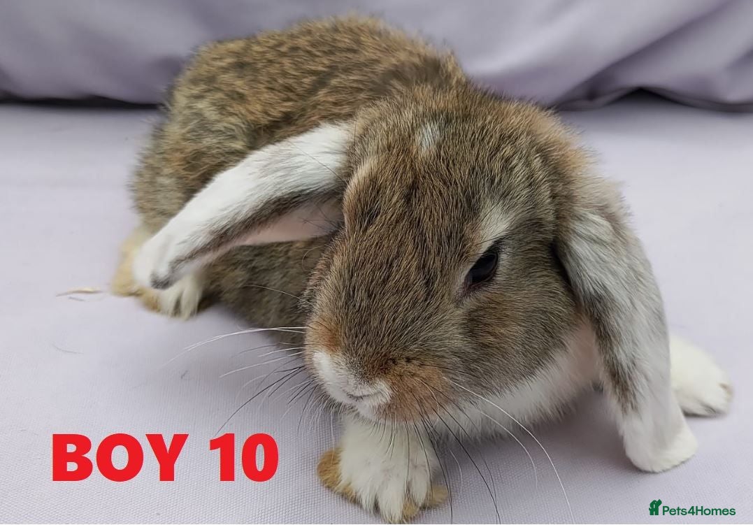 Mini Lop rabbits Cute & Loving French x Mini Lop Males Ready!!! - Advert 2