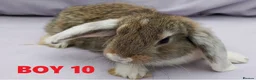 Mini Lop rabbits for sale: Cute French x Mini Lop Ready to Go. Must Read Pls! - Advert 5