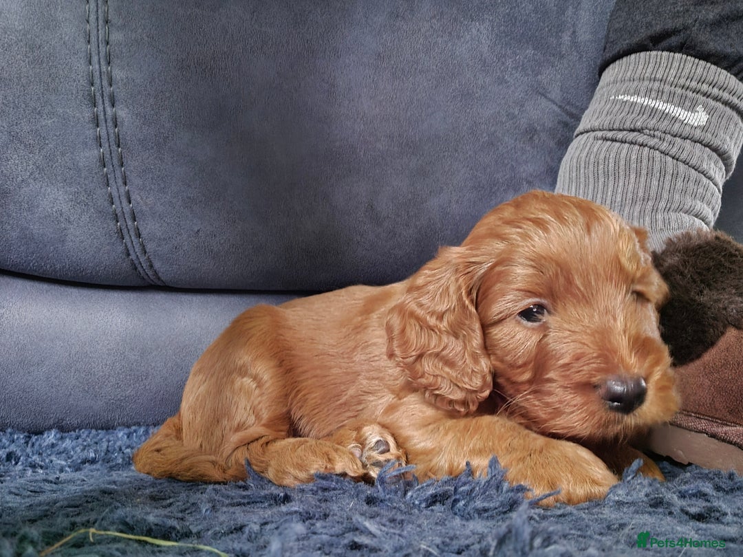 Cockapoo dogs for sale: 1 Beautiful Fox Red Boy Cockapoo Left  - Advert 19