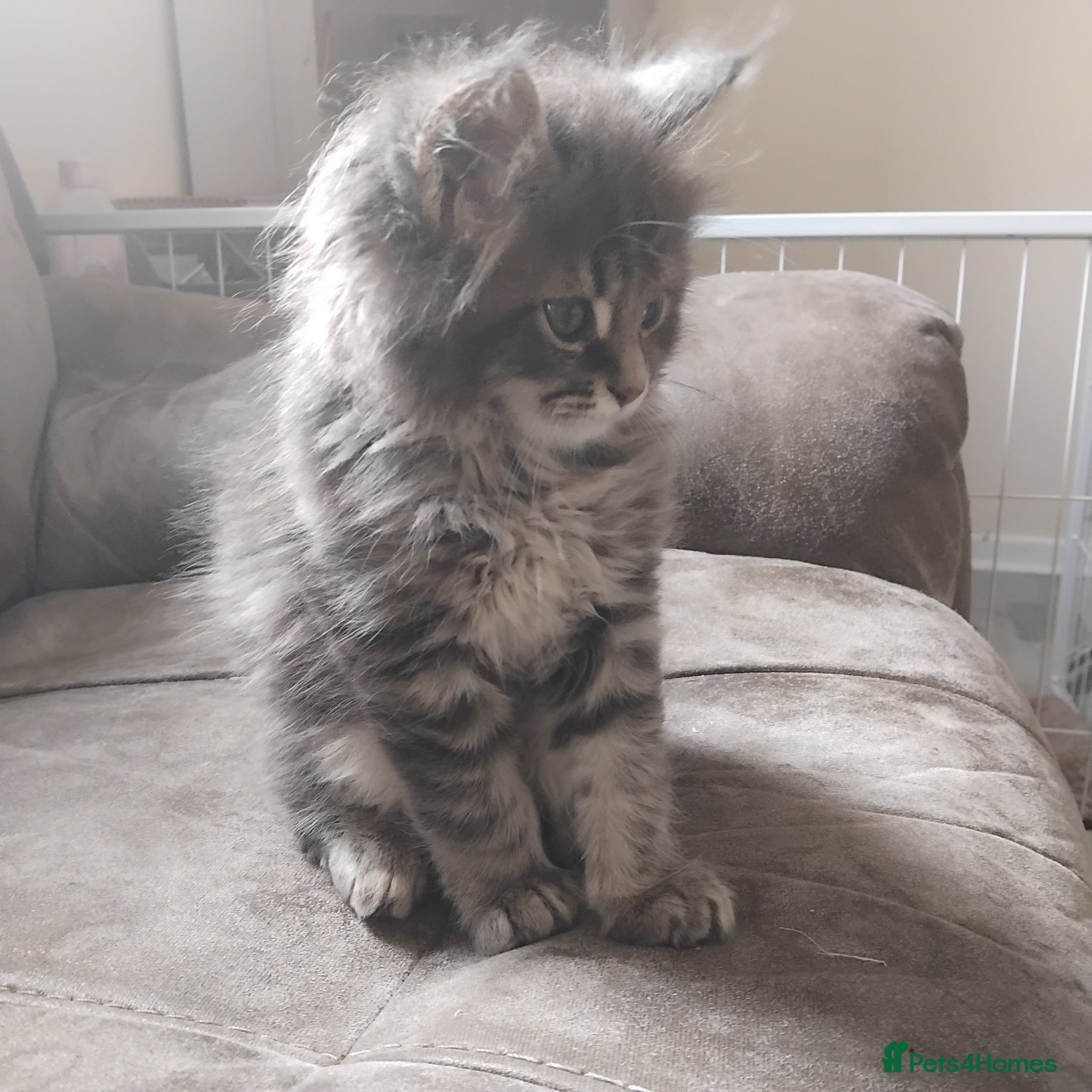 Maine Coon cats 3 purebred Maine Coon kittens - Advert 1