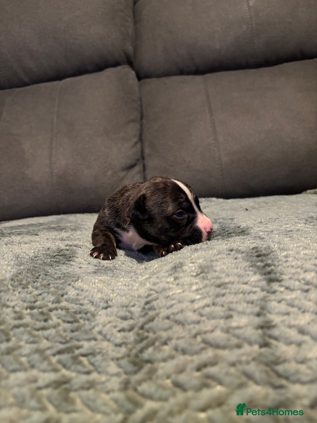 Staffordshire Bull Terrier dogs for sale: Staffy pups  - Advert 3