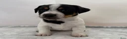 Jack Russell dogs for sale: Bred From Health Tested Parents - Advert 21