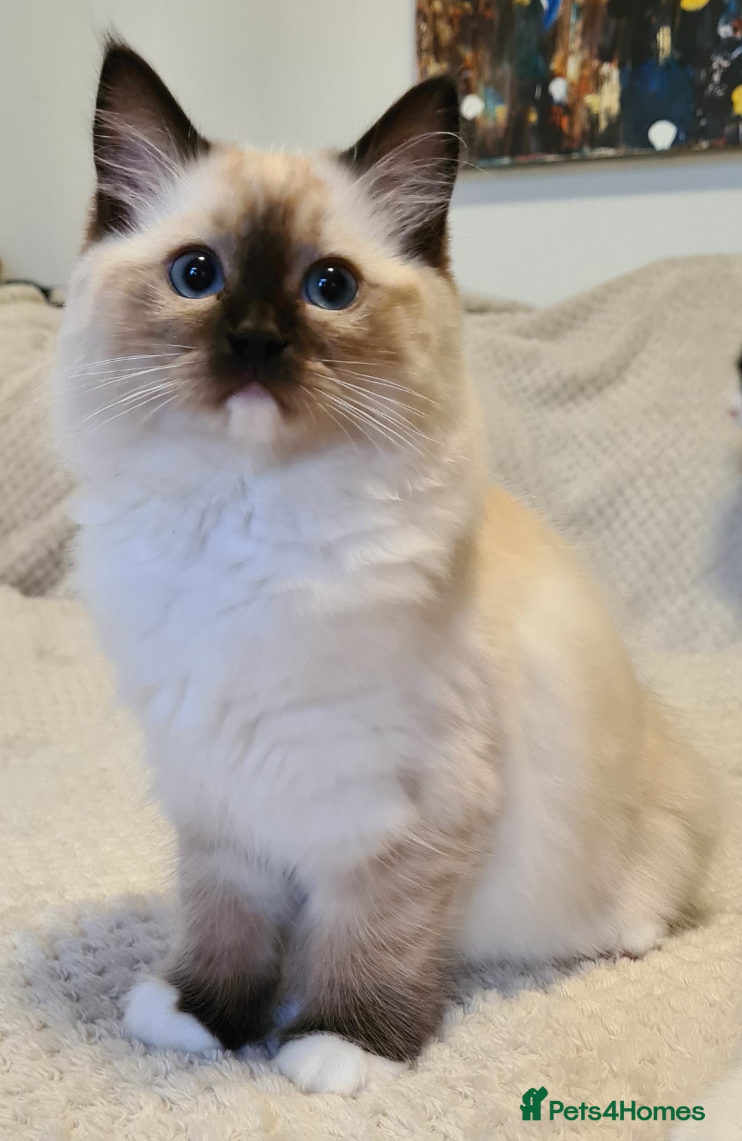 Ragdoll cats for sale: 5 Purebred Ragdolls – Loving Homes Needed - Image 5
