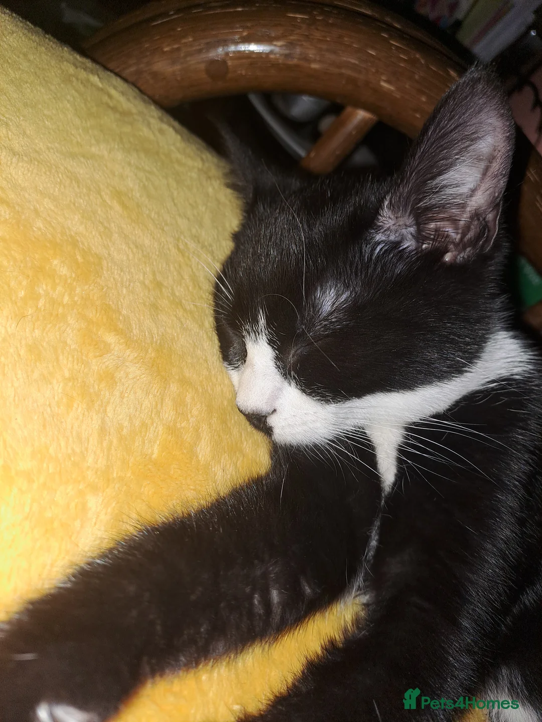 Mixed Breed cats for sale: Sweetest kitten with green eyes needs a home. - Advert 16