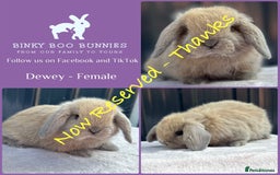 Mini Lop rabbits for sale: Mini Lop Babies - 5 weeks old - Reserve Now - Image 6