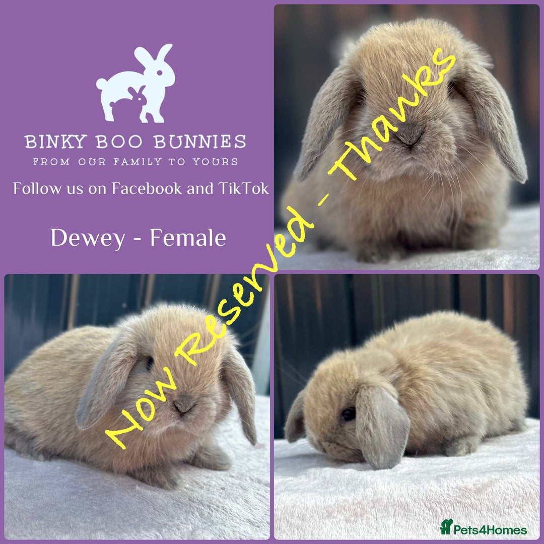 Mini Lop rabbits for sale: Mini Lop Babies - 5 weeks old - Reserve Now - Image 6