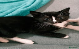 Mixed Breed cats for sale: Adorable kittens  - Image 5