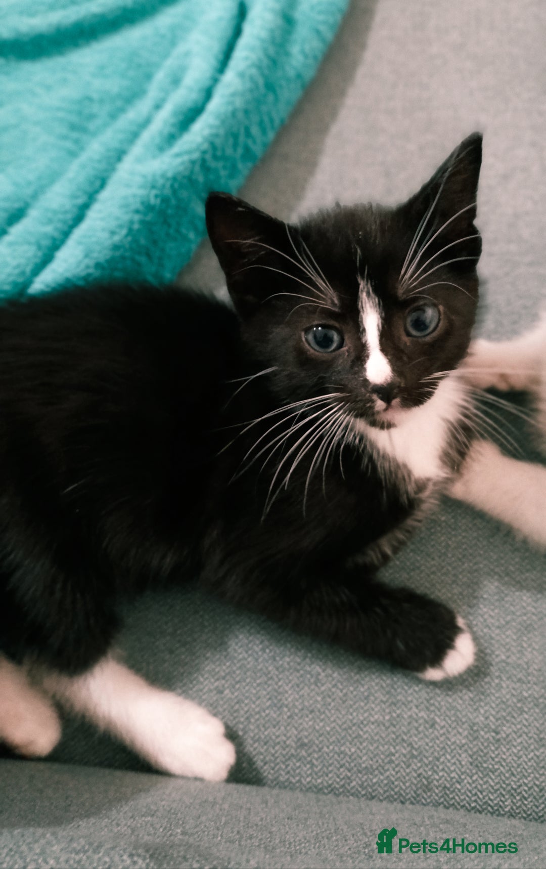 Mixed Breed cats for sale: Adorable kittens  - Image 5