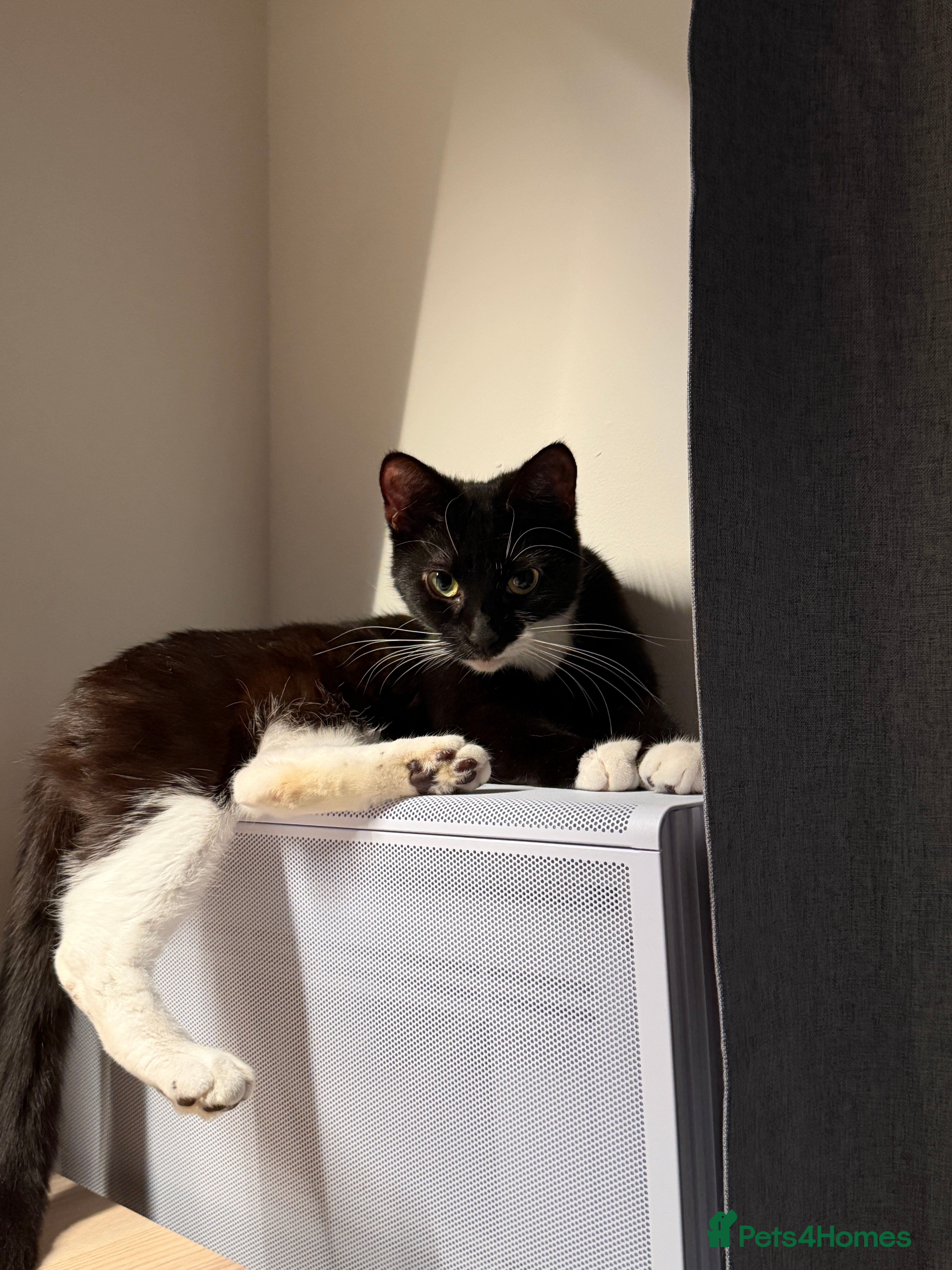 Mixed Breed cats Mixed breed tuxedo cat - Advert 1