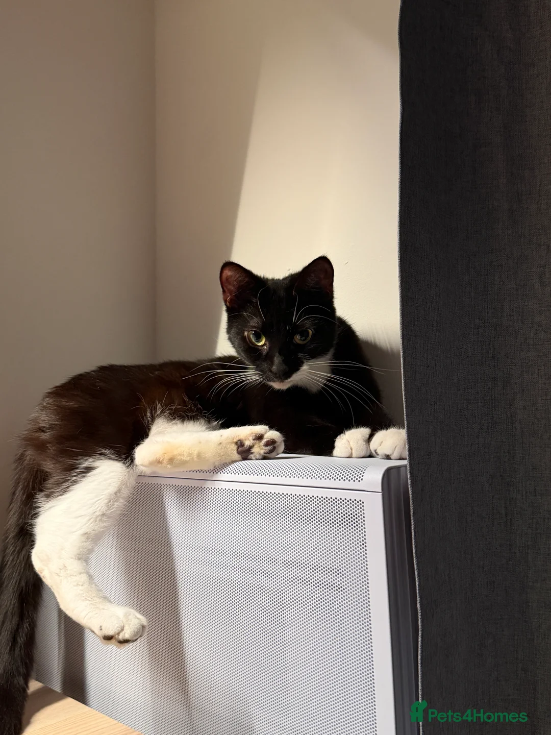 Mixed Breed cats for sale: Mixed breed tuxedo cat - Advert 1