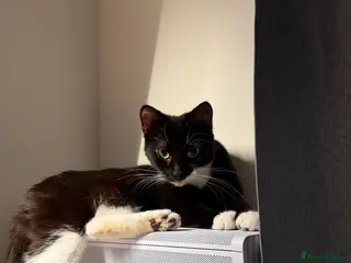 Mixed Breed cats Mixed breed tuxedo cat - Advert 1