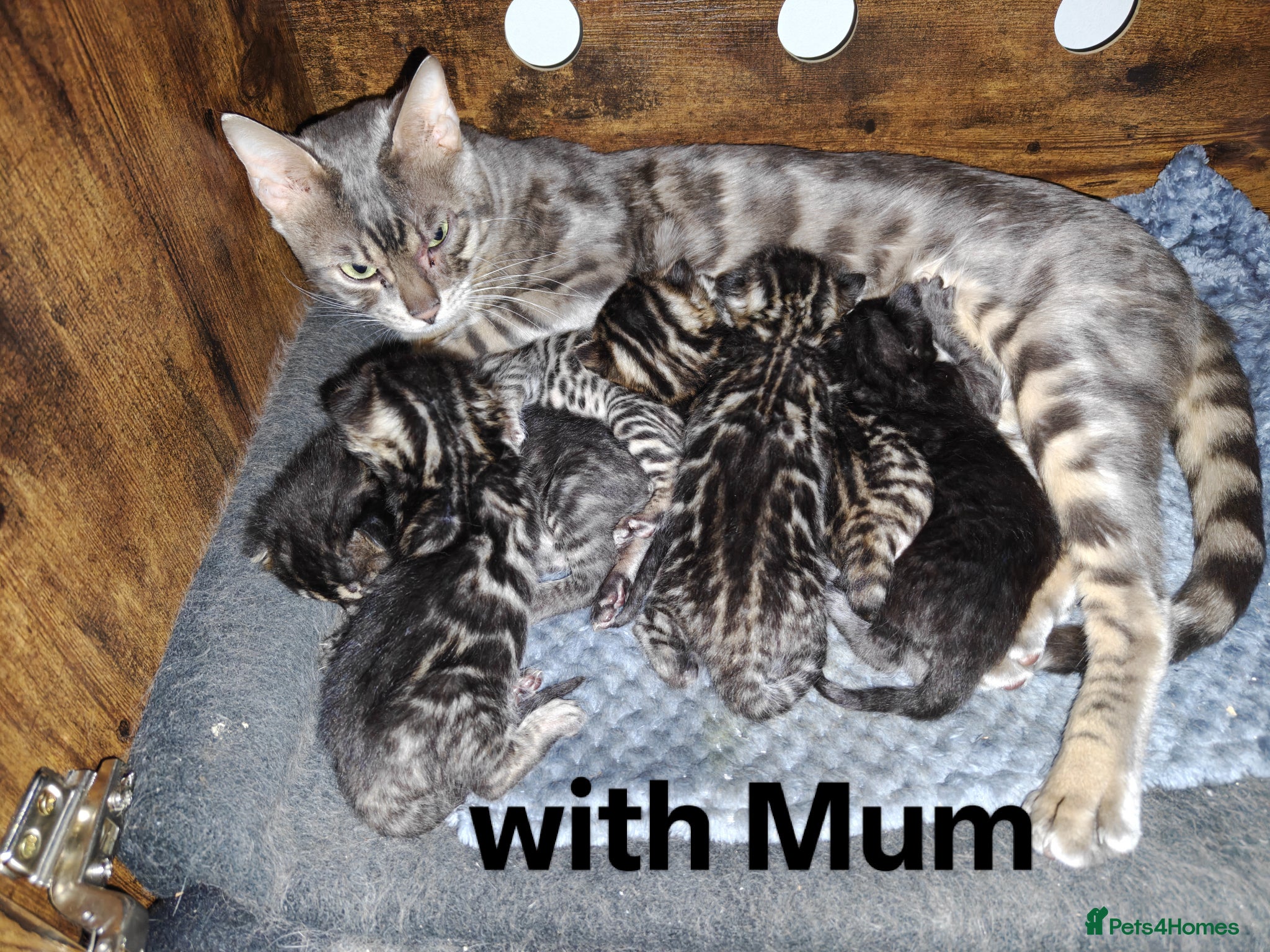 Bengal cats Last one ready to go soon  - Advert 2