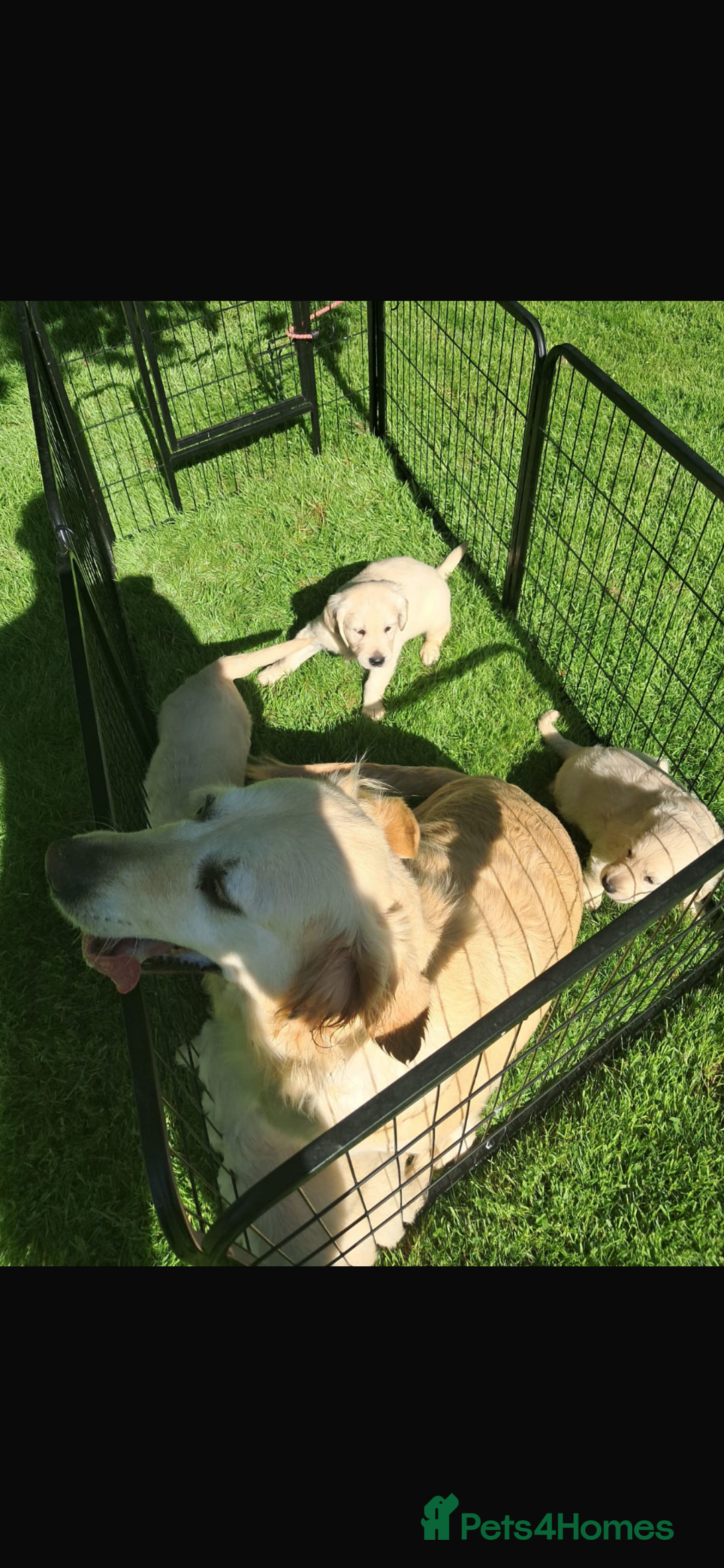Golden Retriever dogs for sale: Golden retriever puppies - Image 4