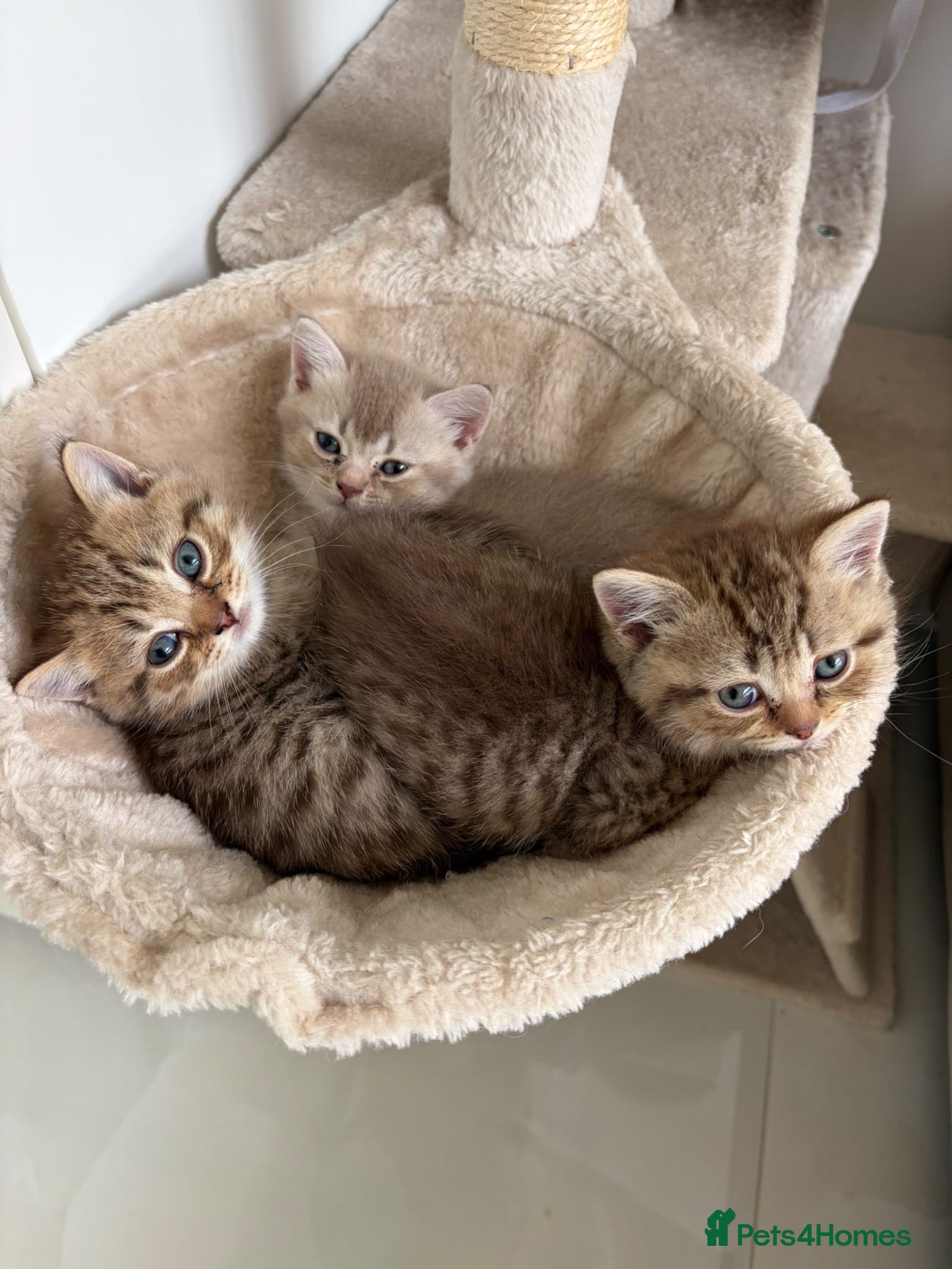 British Shorthair cats British short hair  - Advert 1