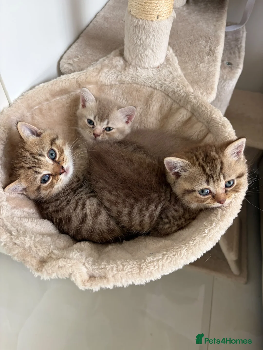 British Shorthair cats for sale: British short hair  - Advert 1