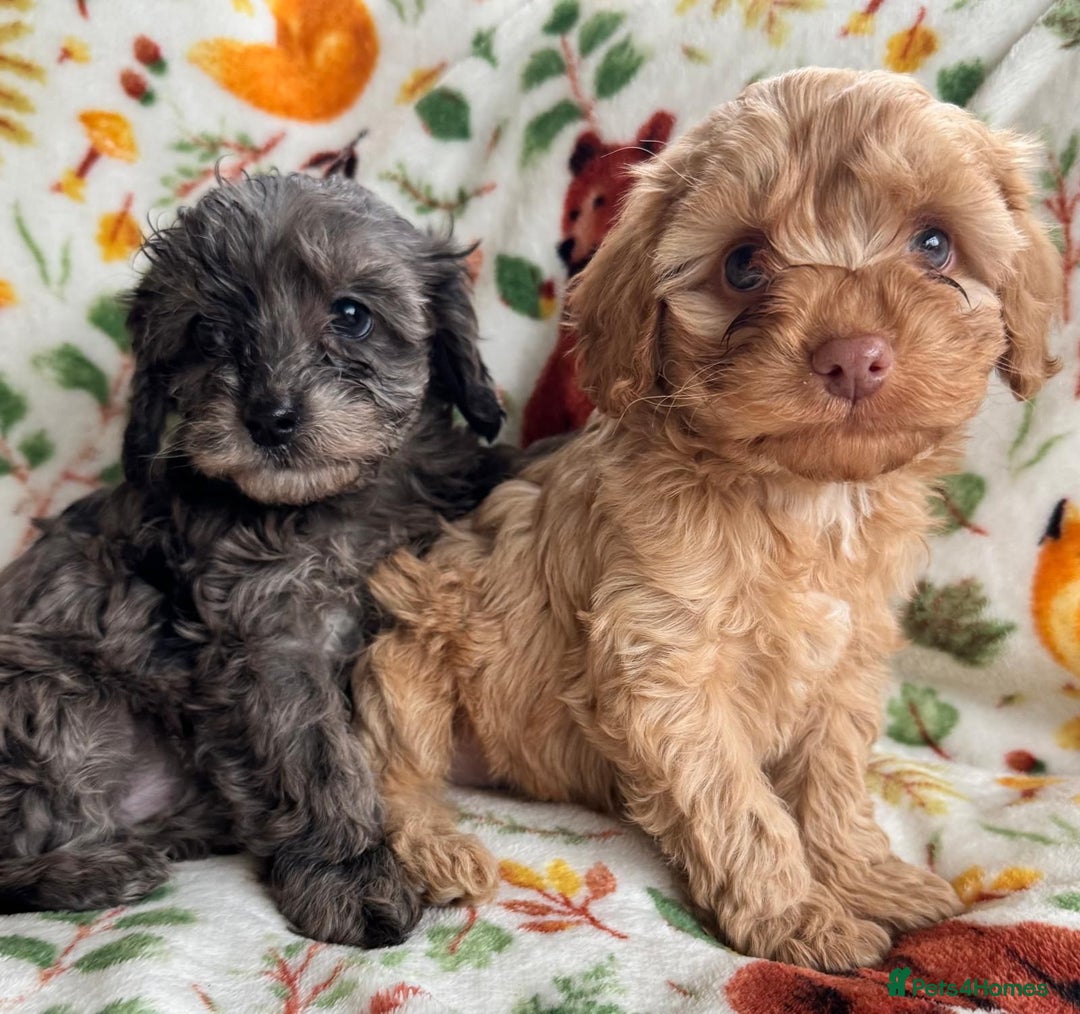 Cavapoo dogs for sale: F1b cavapoo babies - Advert 5