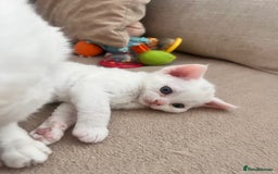 Devon Rex cats for sale: Beautiful white girl ready 17th August  - Image 7