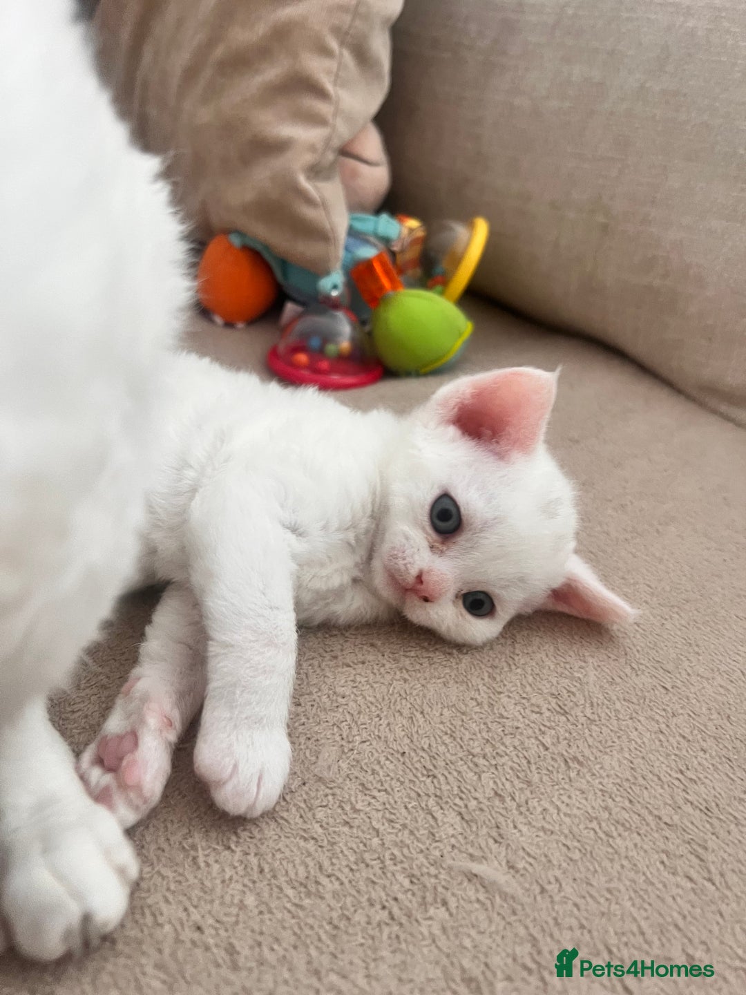 Devon Rex cats for sale: Beautiful white girl ready 17th August  - Image 7
