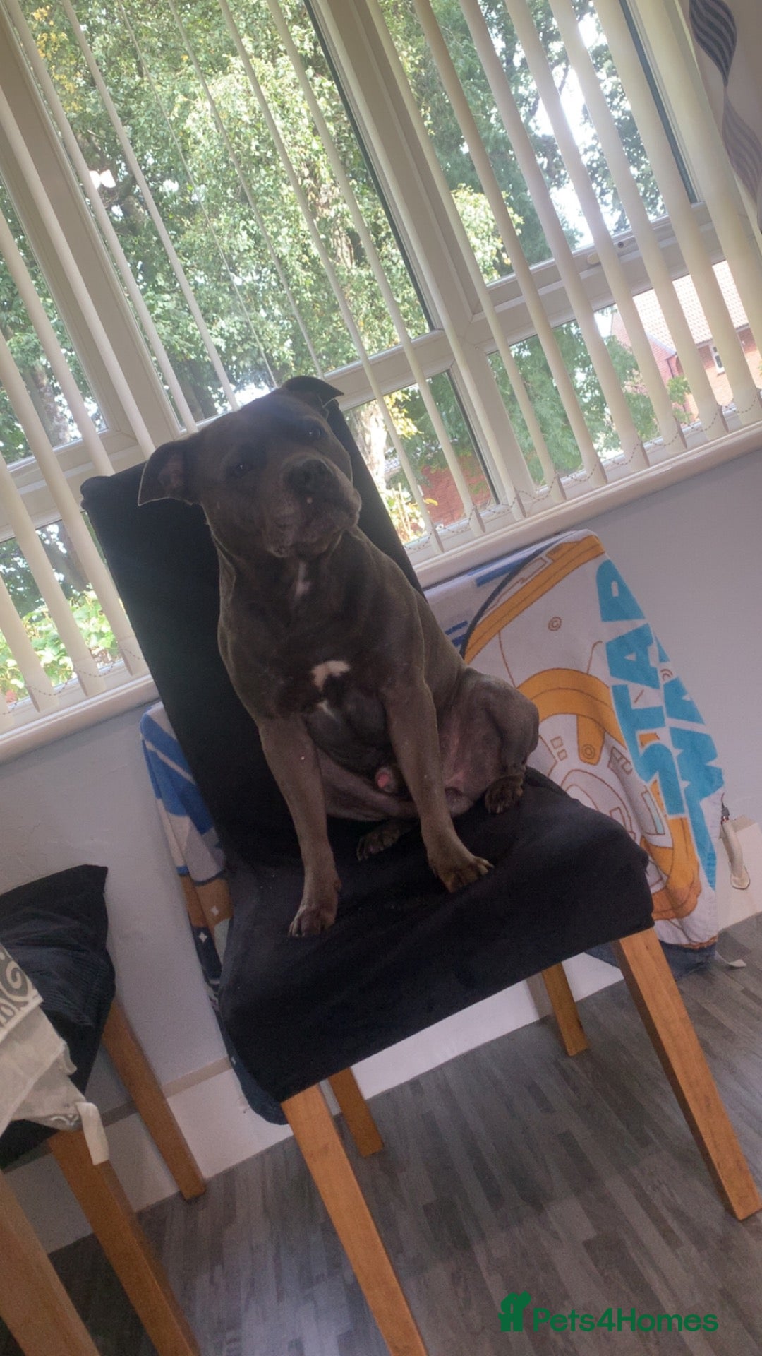 Staffordshire Bull Terrier dogs Kc registered blue staff for stud - Advert 1