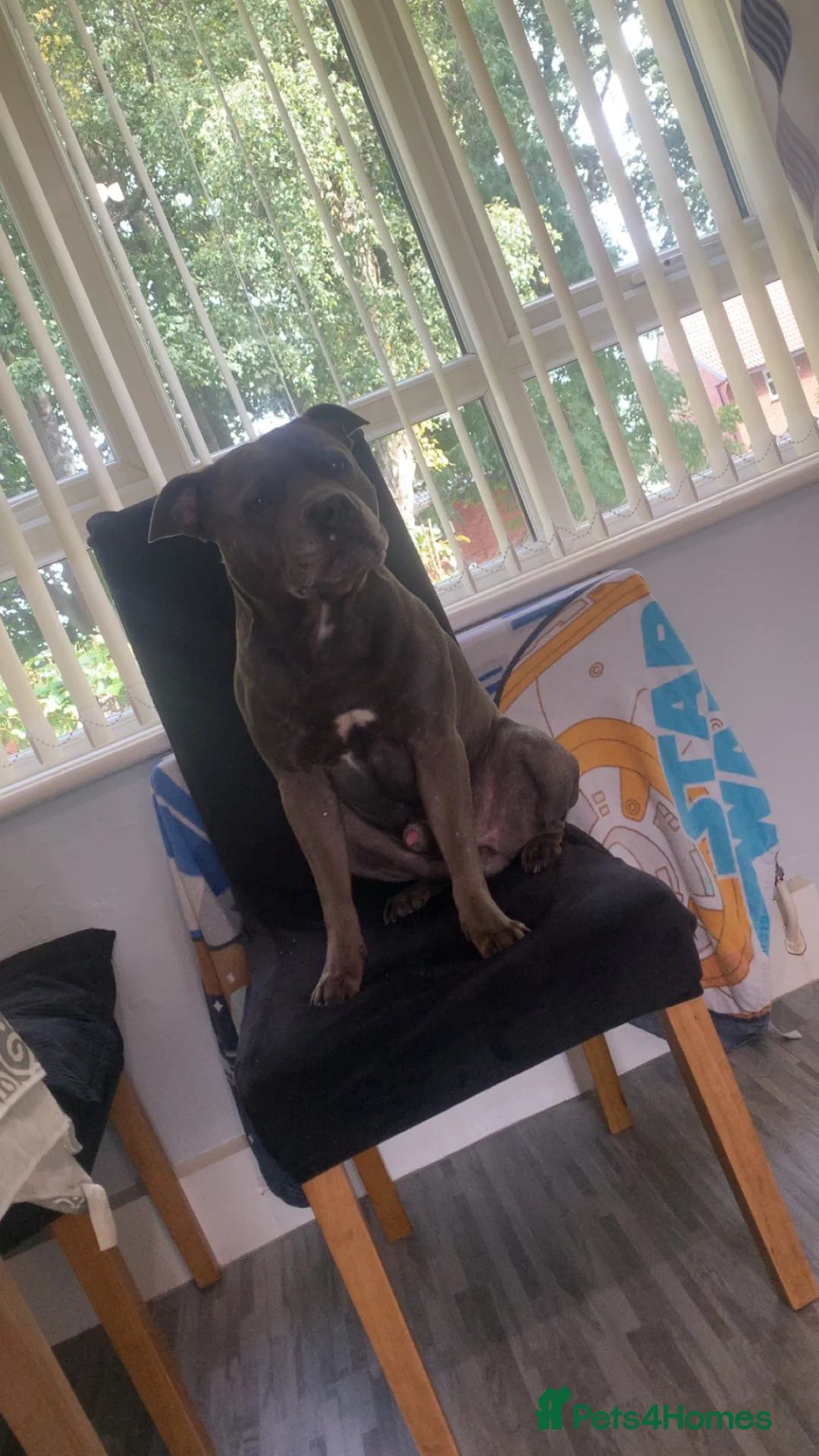 Staffordshire Bull Terrier dogs for stud: Kc registered blue staff for stud in Gateshead - Advert 1