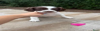 Sprocker 4