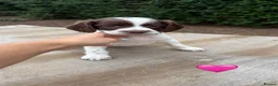 Sprocker dogs for sale: 4 lovely spaniel pups  in Wooler - Advert 13