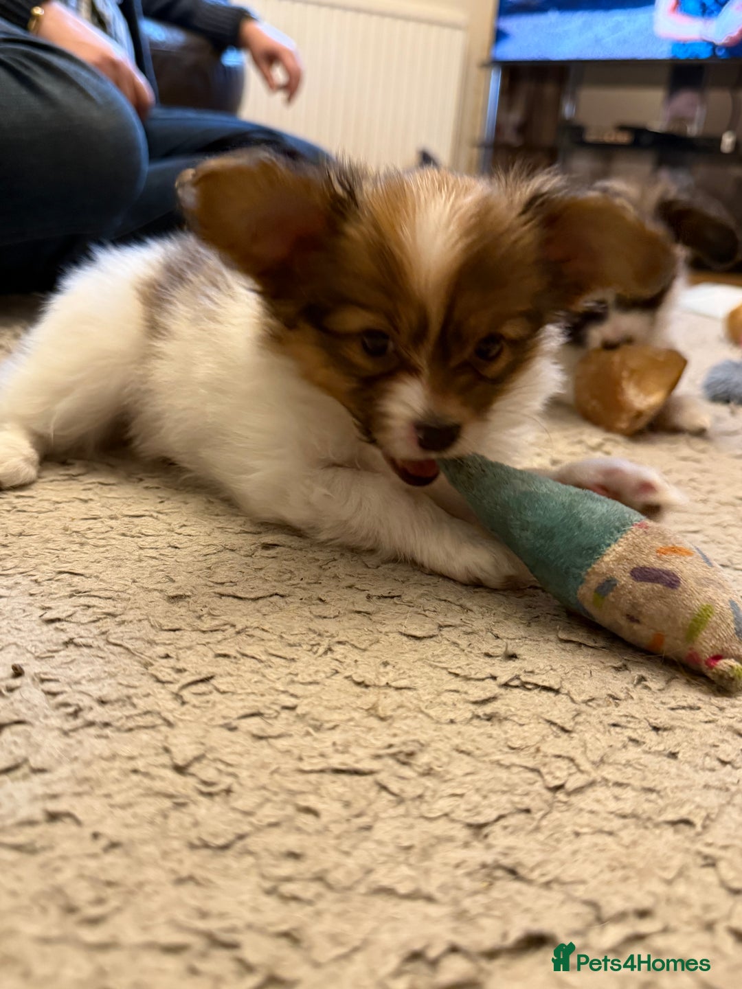 Papillon dogs for sale: Gorgeous litter of Papillon puppies for sale - Advert 19