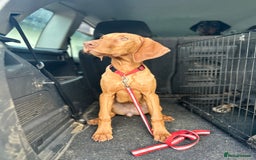 Hungarian Vizsla dogs for sale: Female Hungarian Vizsla Gia for sale - Image 8