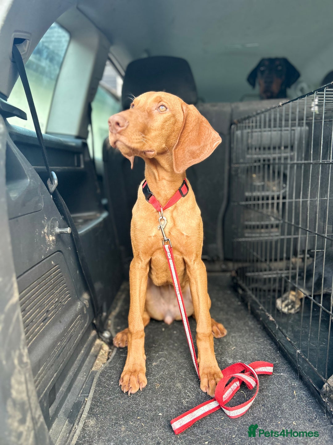 Hungarian Vizsla dogs for sale: Female Hungarian Vizsla Gia for sale - Image 8