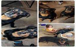 Rottweiler dogs for sale: Beautiful Rottweiler Puppy’s For Sale  - Image 9