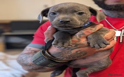 Staffordshire Bull Terrier dogs for sale: Playful Blue staffs Pups - Image 16