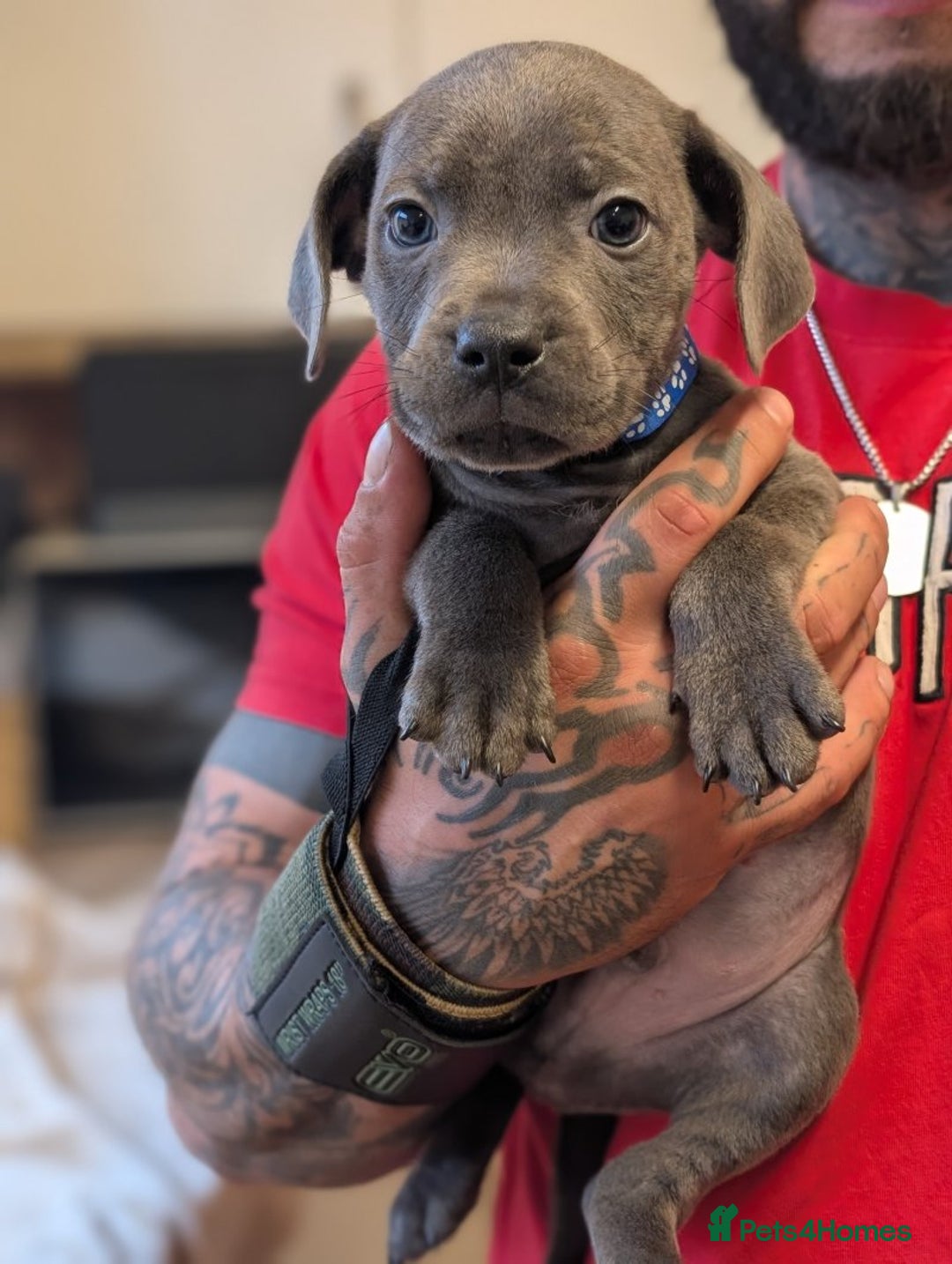 Staffordshire Bull Terrier dogs for sale: Playful Blue staffs Pups - Image 16