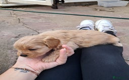 Mixed Breed dogs for sale: Cross puppies for sale  - Image 11