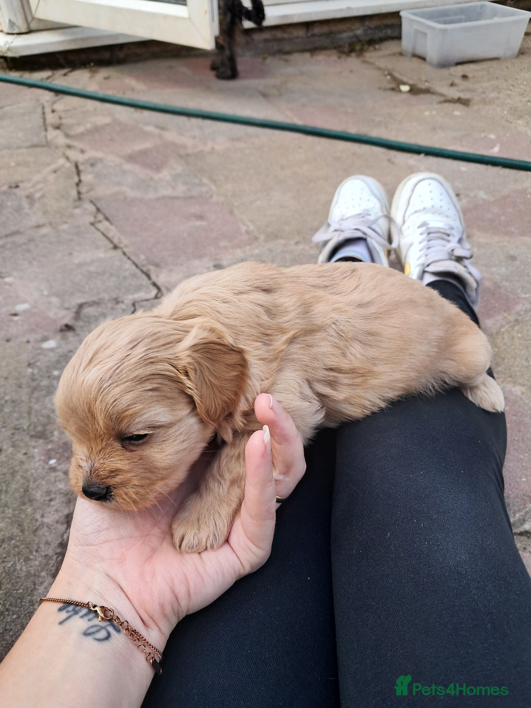 Mixed Breed dogs for sale: Cross puppies for sale  - Image 11