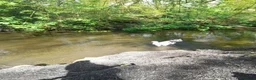 German Shepherd dogs for sale: German Shepherd  in Cardiff - Advert 8