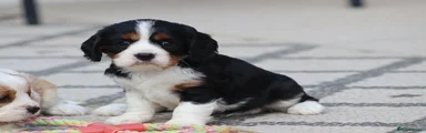 Cavachon Puppy 5