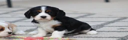Cavachon dogs for sale: Beautiful Cavachon puppies for sale - Advert 39