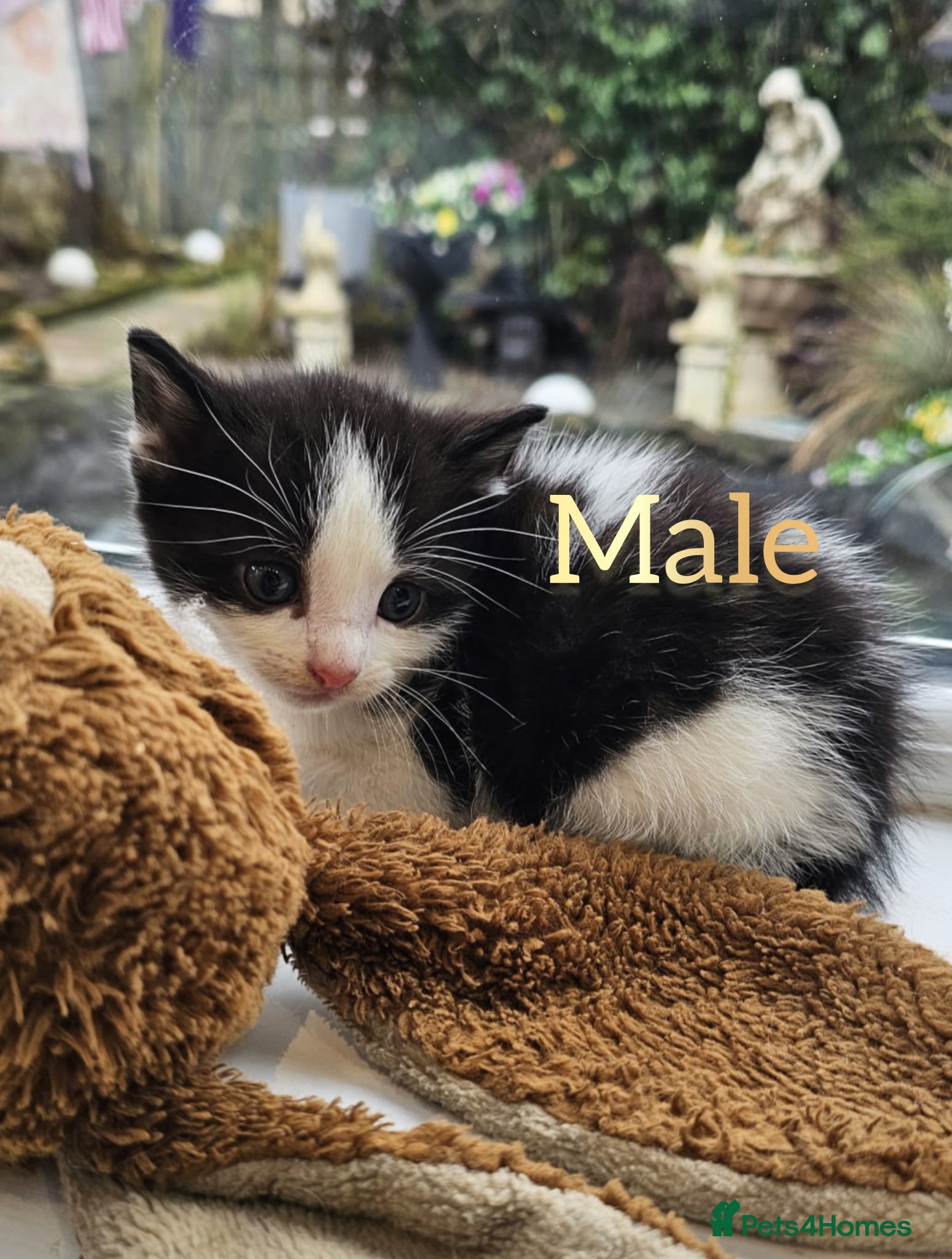Mixed Breed cats Only 1 male kitten available  - Advert 18