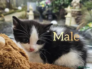 Mixed Breed cats Only 1 male kitten available - Advert 18