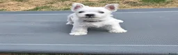 West Highland Terrier dogs for sale: 3 beautiful KC registered boys - Advert 7