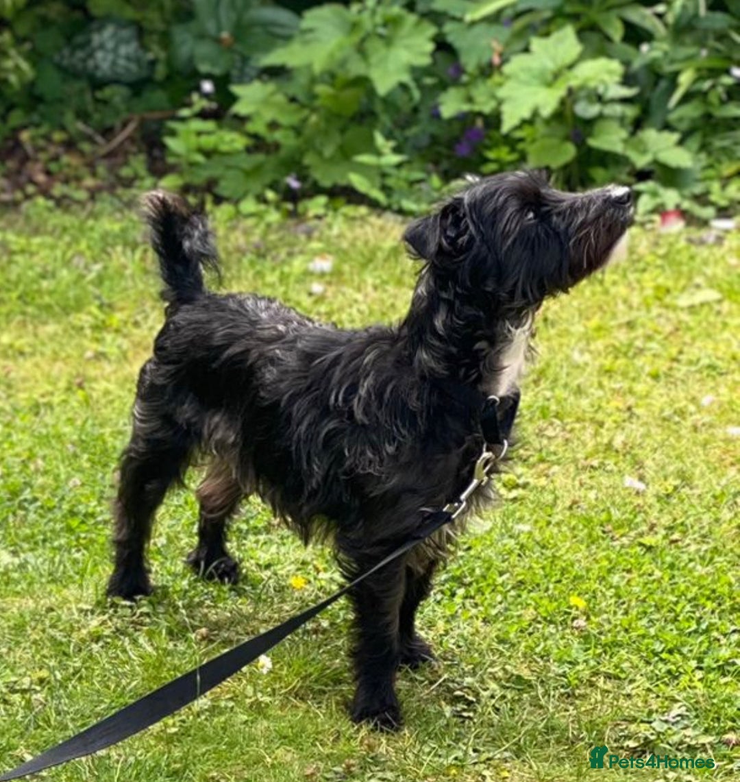 Mixed Breed dogs for sale: Jeff. Looking for forever home 🐾 - Advert 4