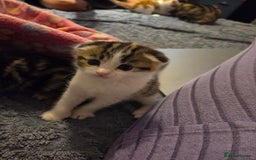 Scottish Fold cats for sale: Beautiful Scottish Folds - Image 15