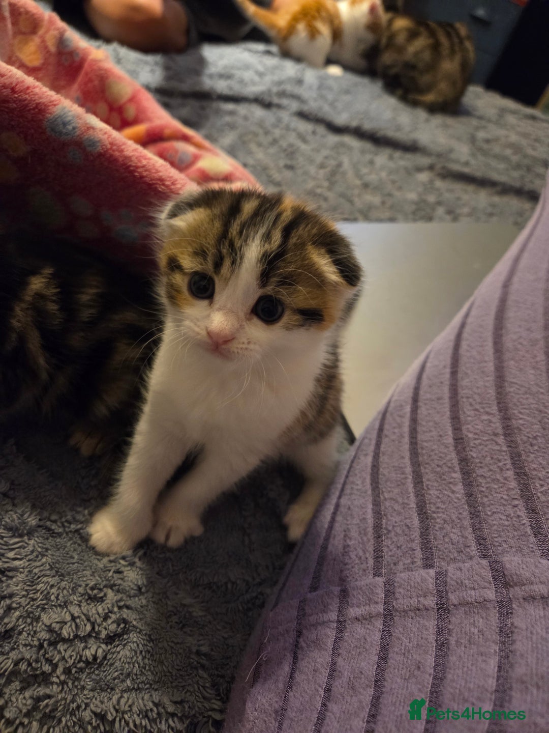 Scottish Fold cats for sale: Beautiful Scottish Folds - Image 15