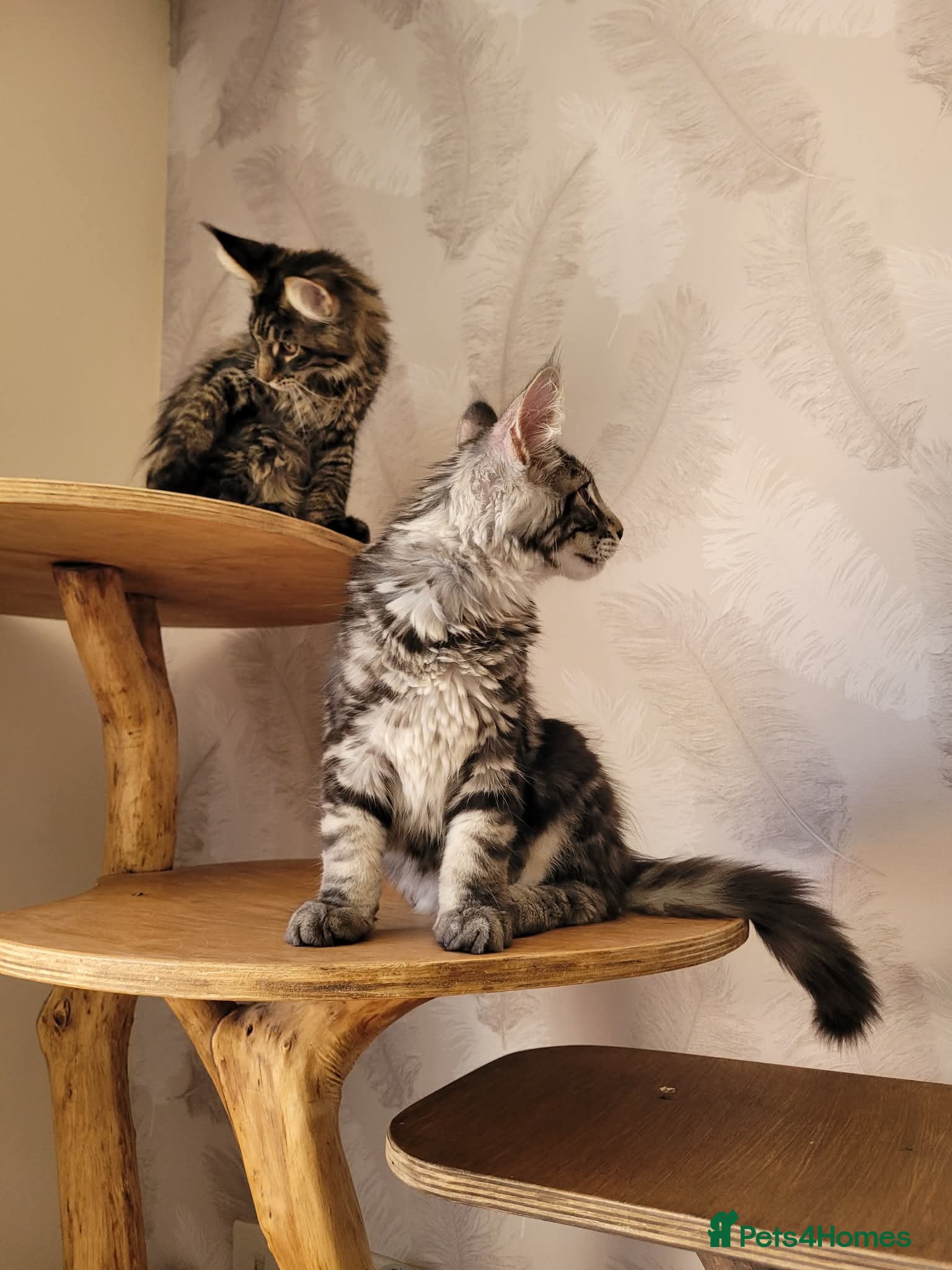 Maine Coon cats TICA registered Maine Coon kittens - Advert 2
