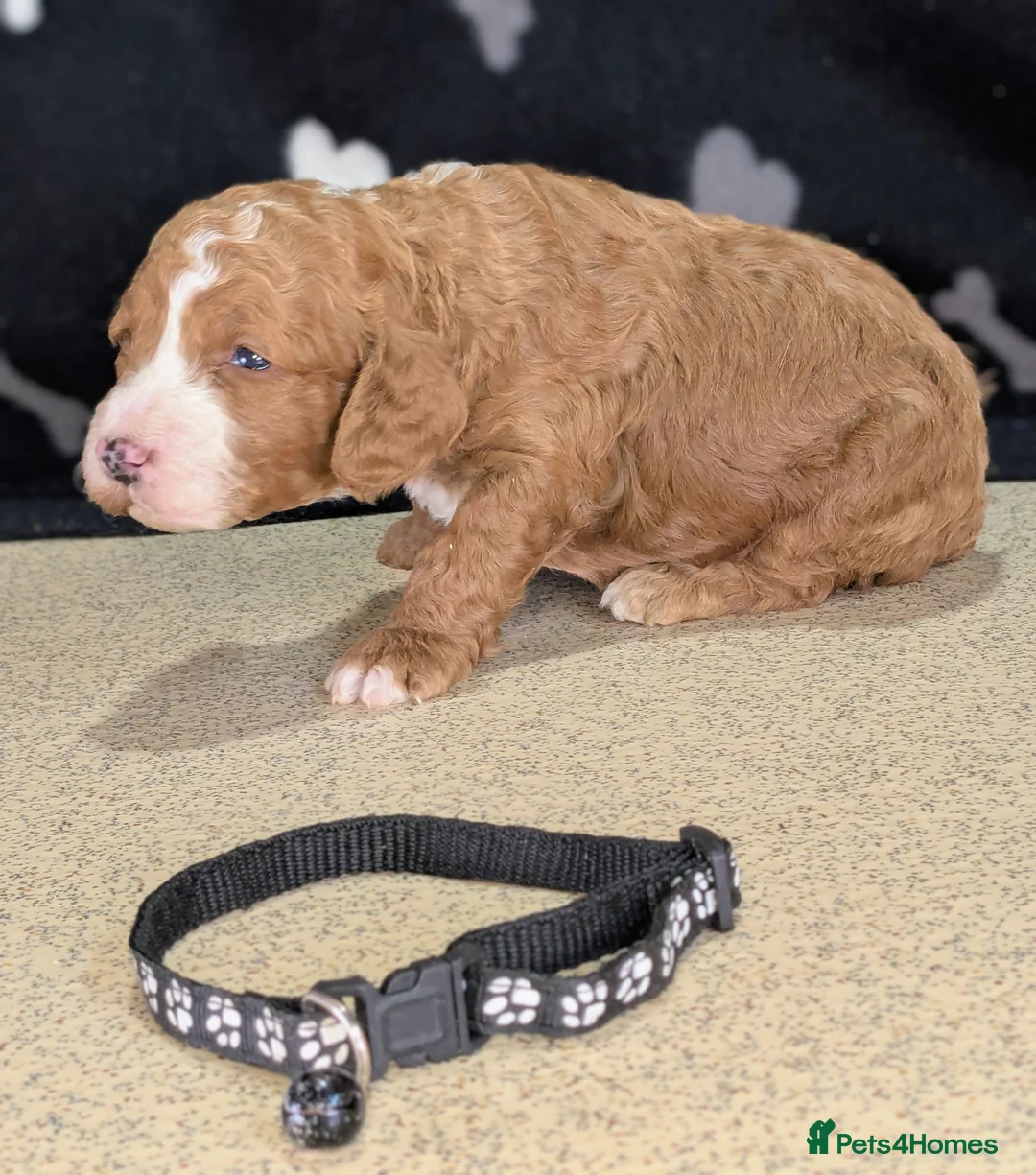 Cockapoo dogs for sale: 🐾 Stunning F1b Cockapoo Puppies. - Advert 5