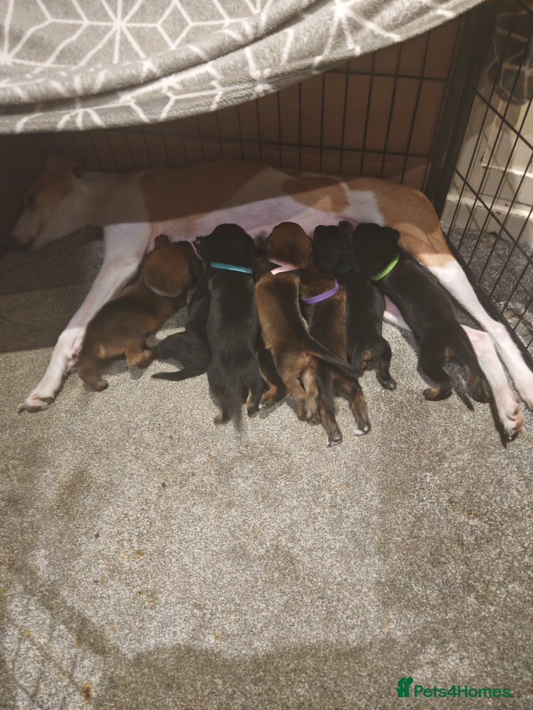 Mixed Breed dogs for sale: Rottweiler x lurcher - Advert 8